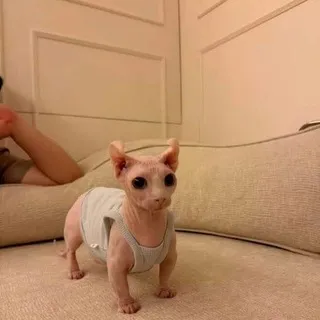 Зюзя кептярик