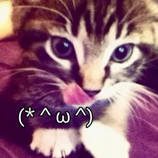 CATWARgram Chat
