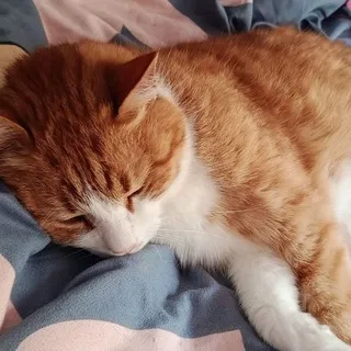 PurrConfess