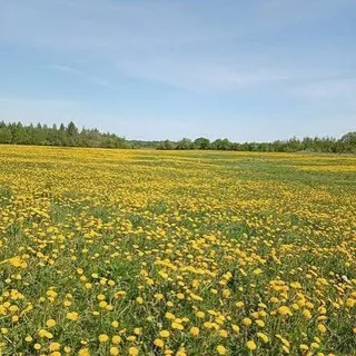 Цветочная лавка