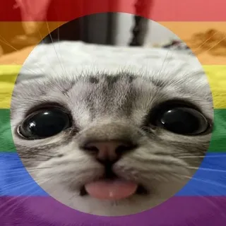 котики is power