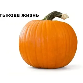 дом всего 1.0