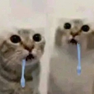 Летняя Сходка