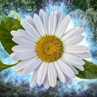 Цветочница🌺Чат