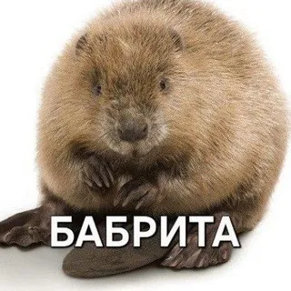 щп киткати🍥(культ бабриты)