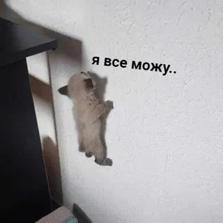 Партизанские будни Ремарка