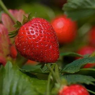 🍓Mega 1k/2k+