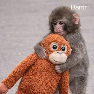 monke
