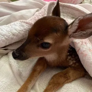 DEER CONFESSIONS🦌🤎