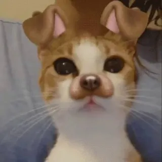renaa—