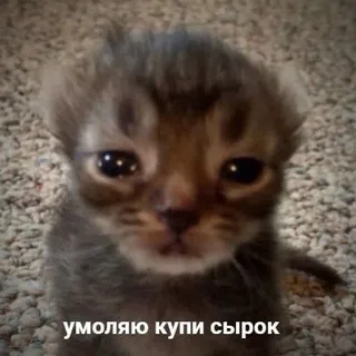 Картонки somikoi & vleda🙄