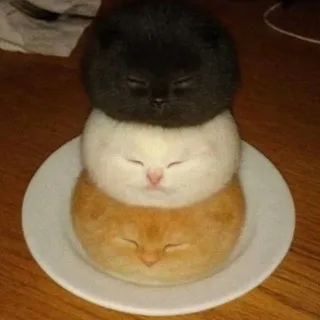 ХАО!!! not fat