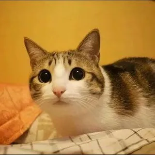 Скитлесы