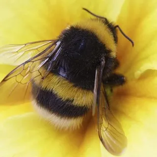🐝 bumblebee confession