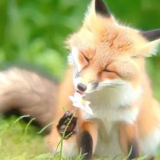 𝐹𝑜𝓍 𝓈𝒽𝑜𝓅 🦊
