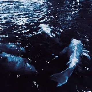 [ 𐋏ᥲrᥣᥱqᥙiᥒ ]