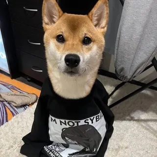 юзлес чат