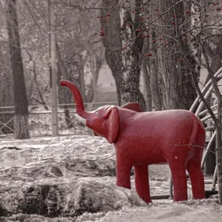Медвежьи Фотокарточки