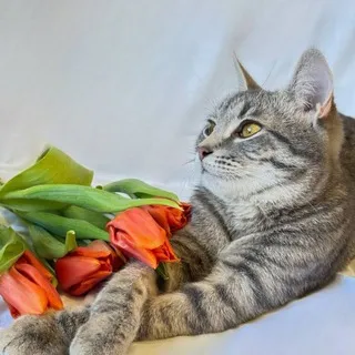 Everybody loves cats