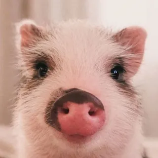 «С любовью к хрюшам» 🐷❤️