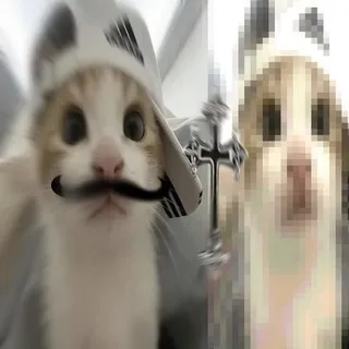 котена в гольфах🐈‍⬛