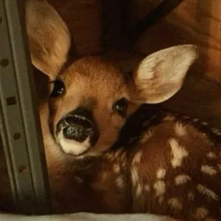 Deer confession+daily ༘⋆ﾟ