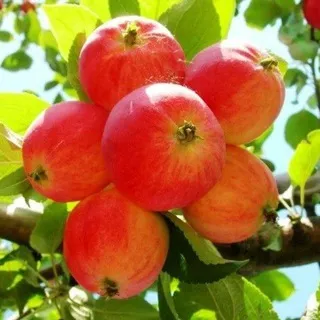 🍎. . . 𝓐 𝘺𝘦𝘴𝘩𝘢'𝘴 𝘴𝘦𝘤𝘵!!!¡1