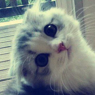 🐈‍⬛ Cats cf!! | НАБОР В АДМИНЫ