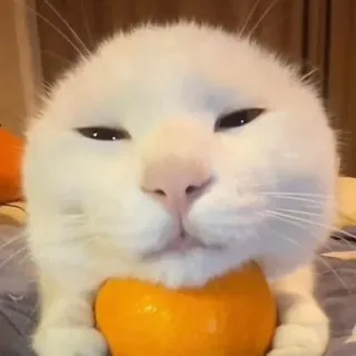 Turbiditymeowmeow