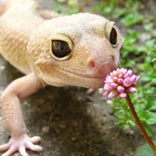 Lizards Confession