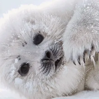 Seals content🦭
