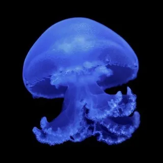 Daily / confession Jellyfish 🪼