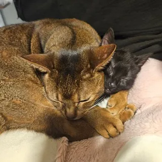 кошачий онлифанс 🐈🐈‍⬛