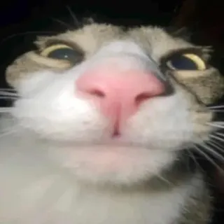 Gatinhos