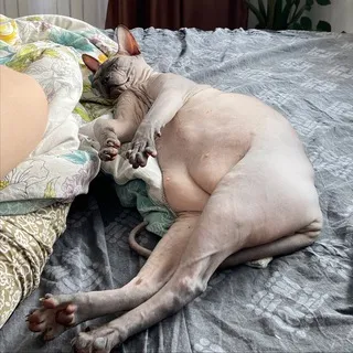шумерская клинопись
