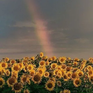 одуванное поле 🌻