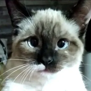 Тамамаен котек