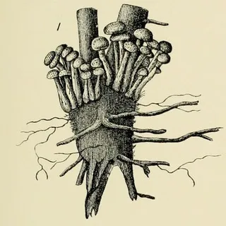 alkaloids of houseplants