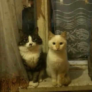 KOШᗩЧИЙ ДᗷOᑭ