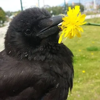 Corvids confessions! 🐦‍⬛️🪶