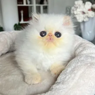 шаман без никиты