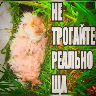 сборище каннибалов