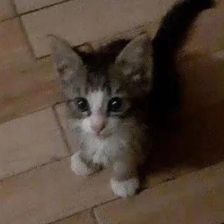 DARSY