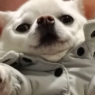 Пифий на каждый день