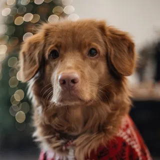 Toller Coaster