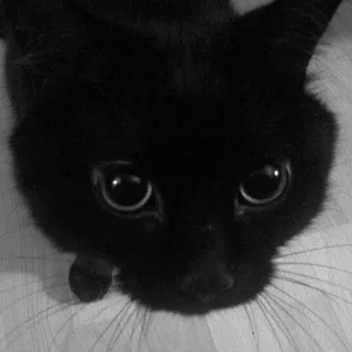 llltez!