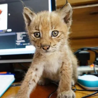 Lynxhood🥕