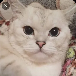 Феликс