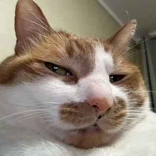 Budy Archive