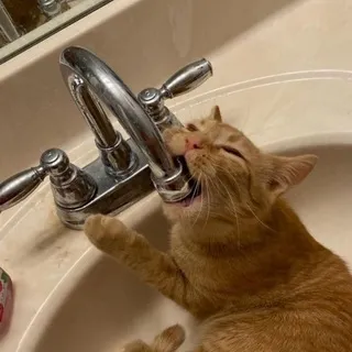 DUMB SHIT